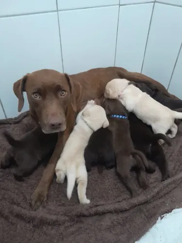 Labradores