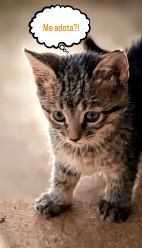 Filhote de gato para doação