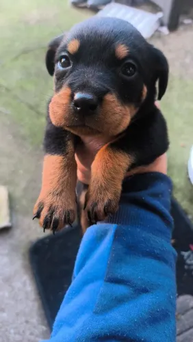 Filhotes de rotweiller com 31 dias de nascimento nasceram dia 24
