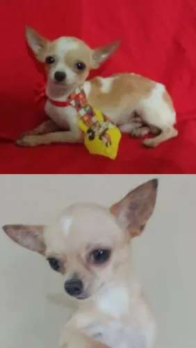 Vendo ou troco Chihuahua macho e femea