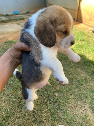FILHOTES BEAGLE - COM PEDEGREE - ENTREGA GRANDE BH