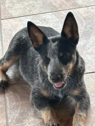 Boiadeiro australiano 