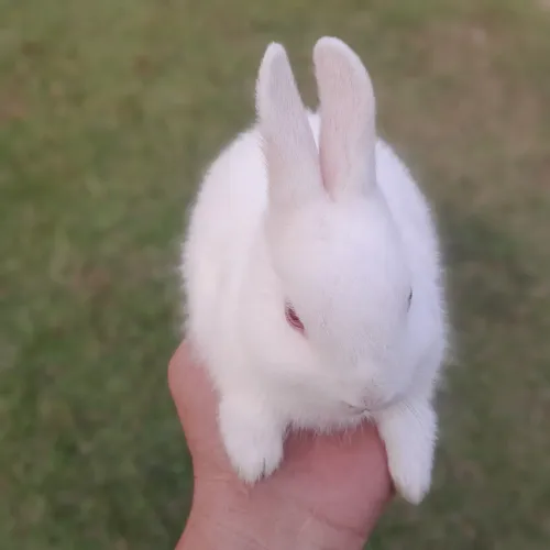 Coelho Netherland Dwarf _Mini Holandês
