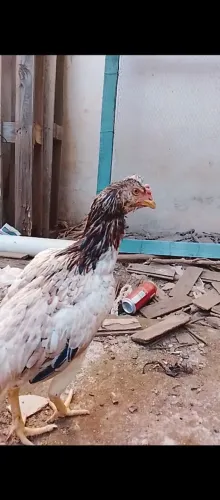Galinha índia Barbuda 1 ano e 5 nesses