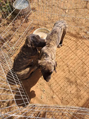 Vendo filhotes de Fila Brasileiro