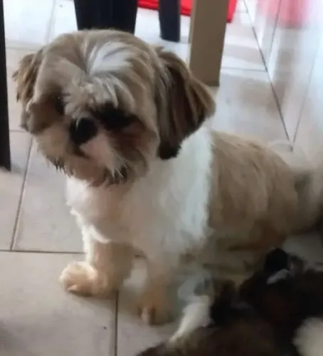 Fêmea shih tzus.