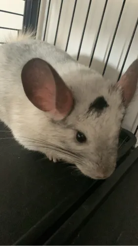 Chinchila