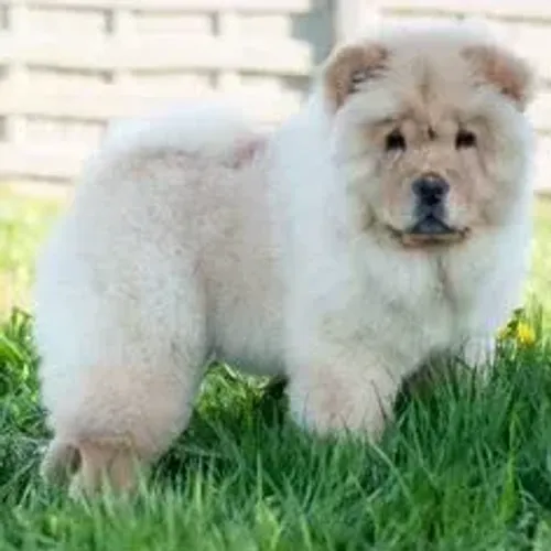 Chow Chow,Chow Chow Filhote Top Padrão da Raça