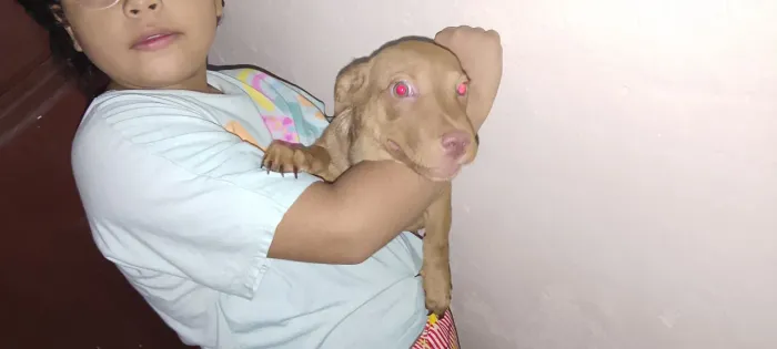 Doase se cachorro