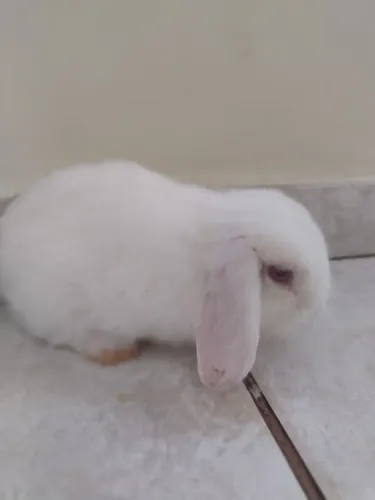 Coelho Mini lop
