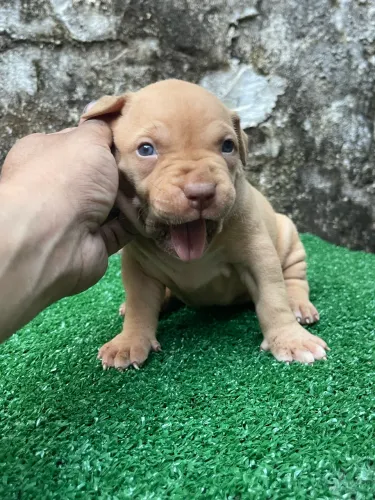 Pit monster 