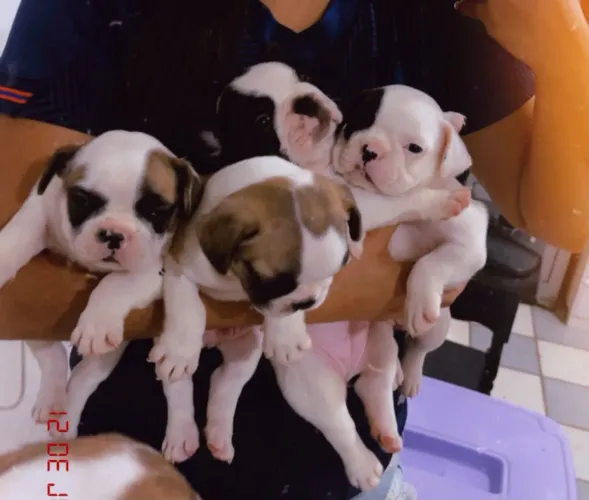Bulldogue Francês 