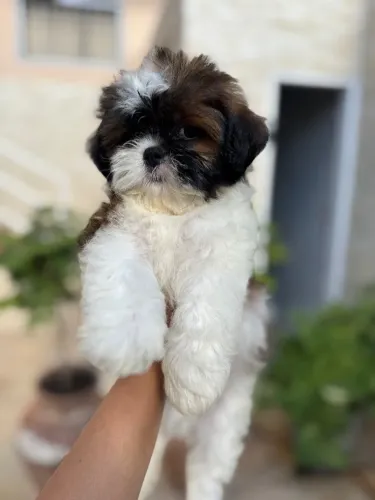 Shitzu fêmea e macho.