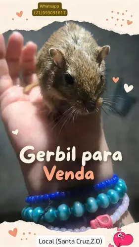 Gerbil