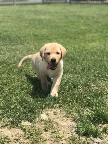 Labrador Retriever - Tem Felicidades Que Chegam De Quatro Patas 