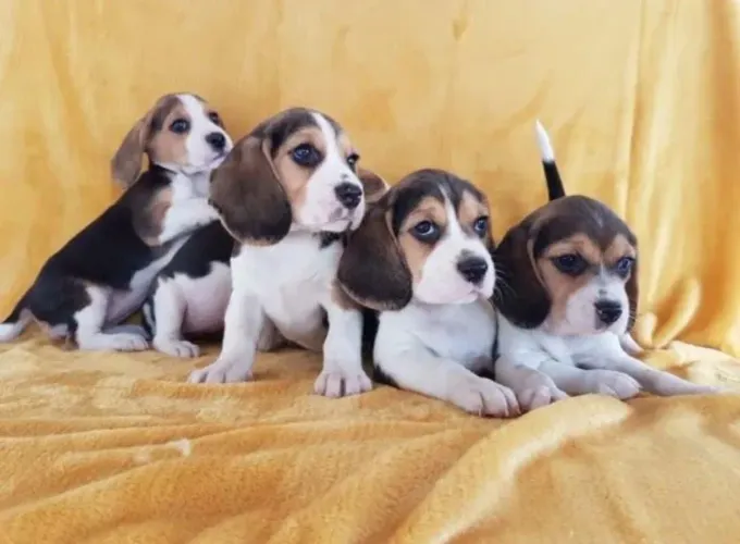 Filhote de beagle o amiguinho mais divertido da casa
