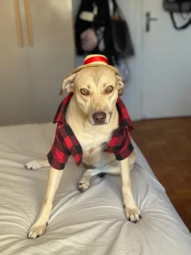 Belinha, femea p adoção! 
