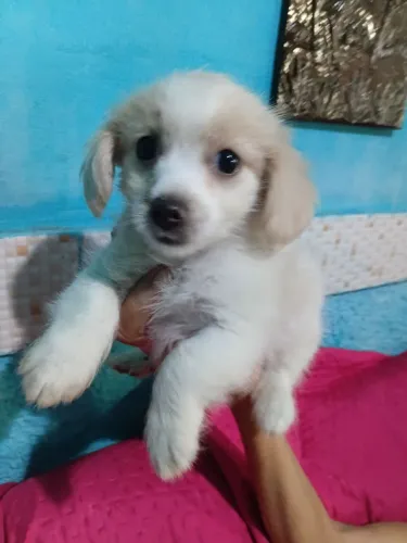 Lhasa apso macho