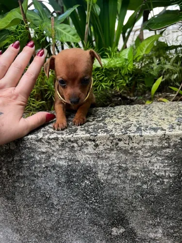 Pinscher fêmea 00