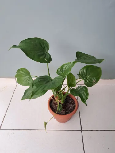 Planta