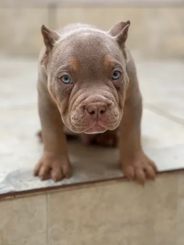 AMERICAN BULLY MICRO - GENÉTICA PREMIUM - MACHO TRILILAC