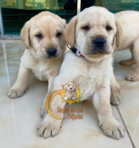 Labrador Um laço que se mantém constante