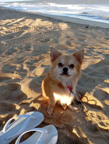 Chihuahua macho