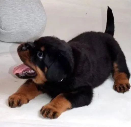 Filhote de Rottweiler saudável e forte