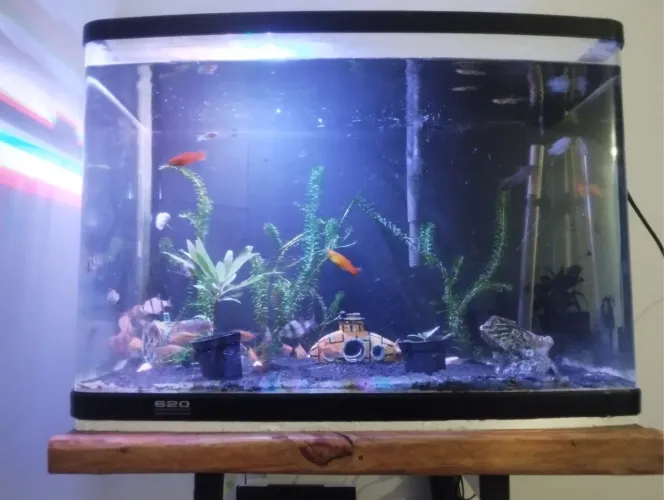 Aquario curvo 92 litros