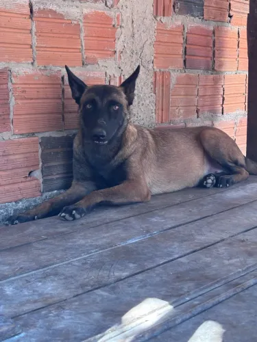 Pastor belga Malinois