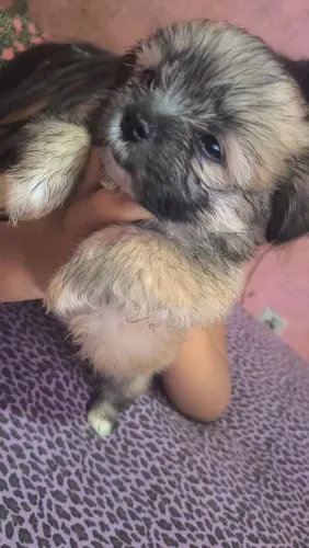 Shitzu mini fêmea