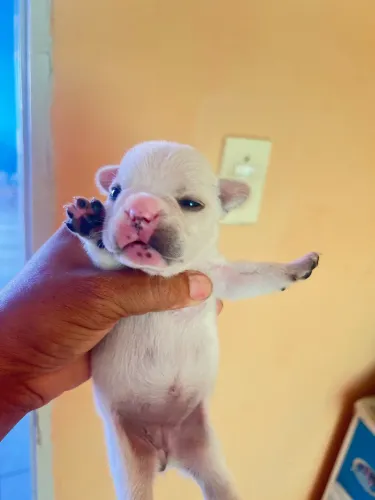 Filhotes de buldogue francês para dia das crianças já reserve seu mais novo filho ?