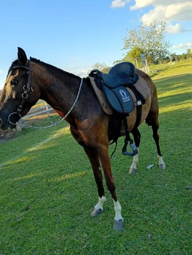 POTRA De MACHA BATIDA