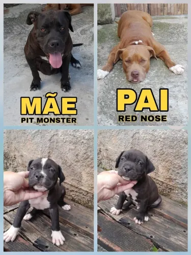 PITBULL MACHO BARATO