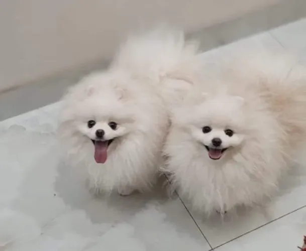 ? Lindos Filhotes de Spitz Alemão (Lulu da Pomerânia) Disponíveis! ?