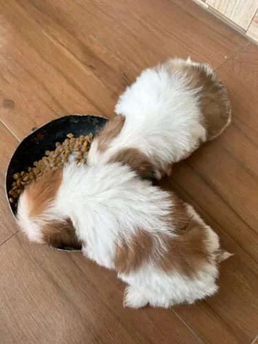 Filhote Shih Tzu