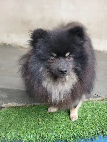 Spitz Alemão Black An Tan