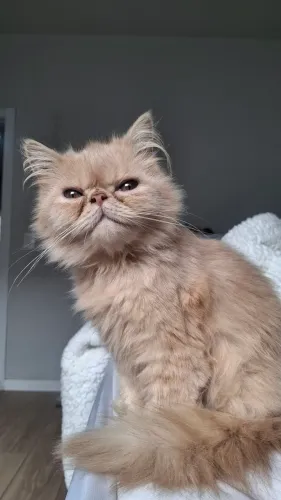 Gato persa macho