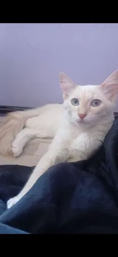 Adoção Gato