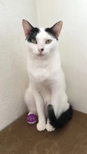 Doação de Gata