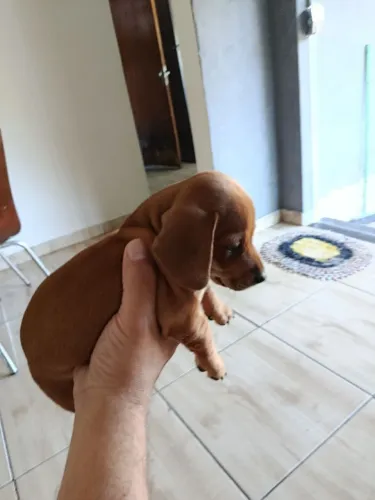 Filhote Basset macho(salsichinha) 43 dias