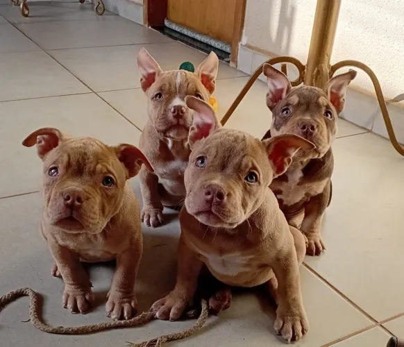 American Bully fêmeas 