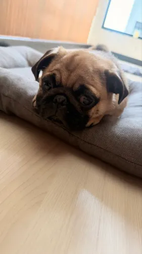 Pug 7 meses 