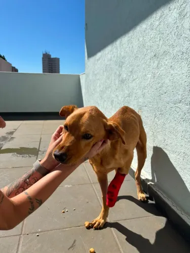 Doação Responsável - cachorro jovem
