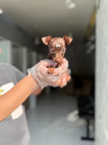 Pinscher: Personalidade que Não Passa Despercebida