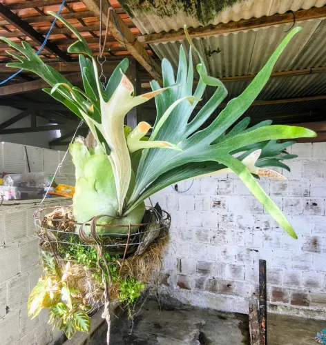 Vendo plantas frutíferas, rosas do deserto e outras 