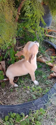 Filhote chihuahua macho