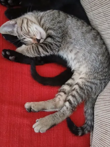 Gatinho rajado cinza 2 meses macho