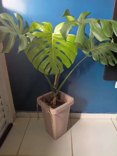 Vendo plantas ornamentais