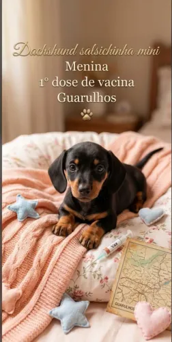 Dachshund menina Mini 